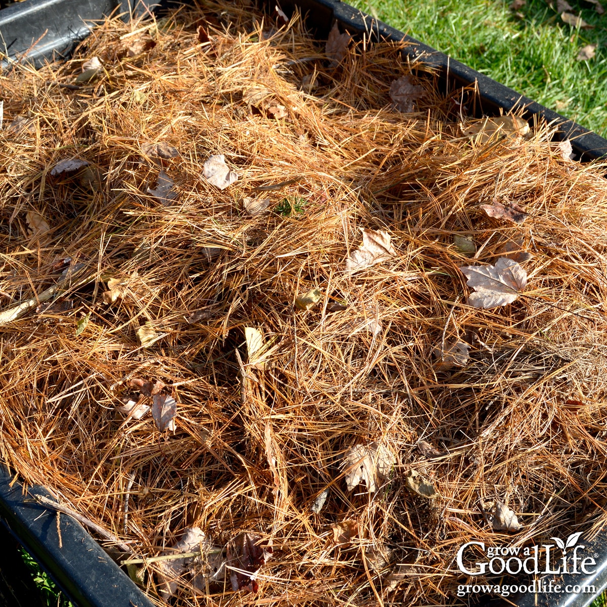 A garden cart filled with freshly collected pine needles for mulch.