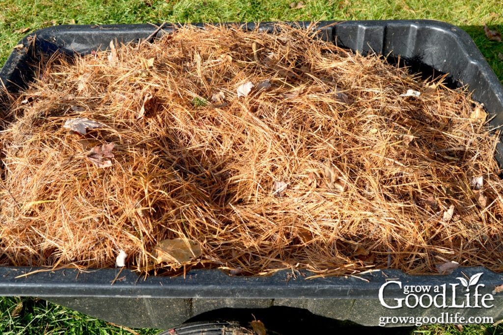 Garden cart filled with freshly collected pine needles for mulch.