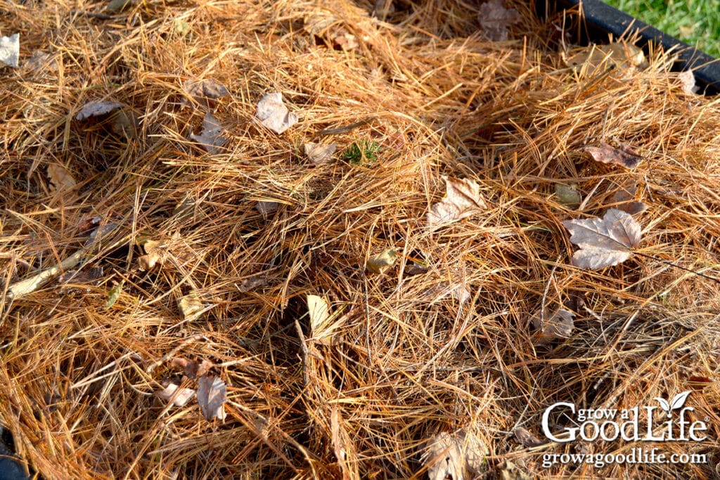 Close-up of pine needle mulch showing loose, airy texture.