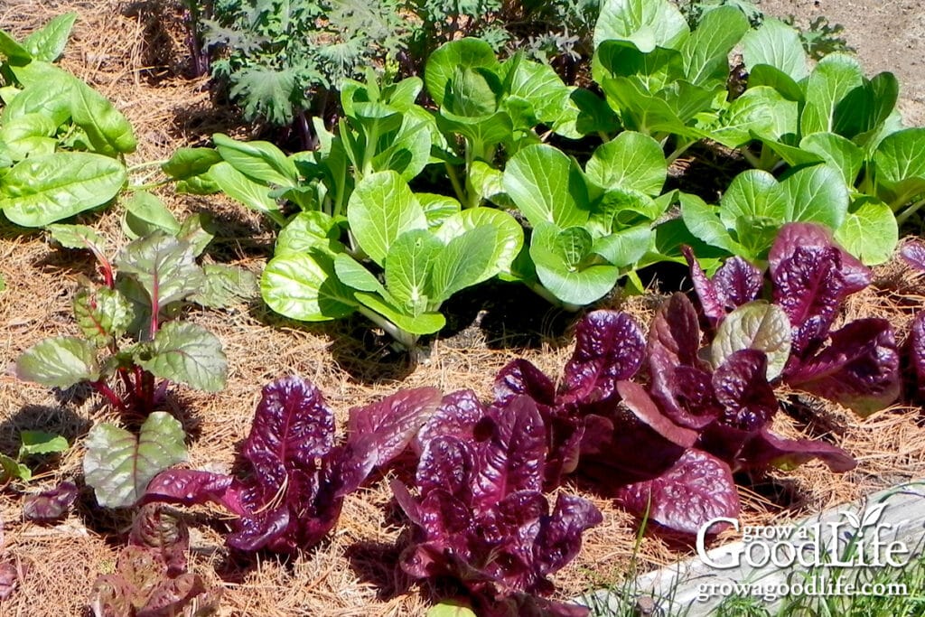 Pine needle mulch spread around lettuce and greens in a garden bed.