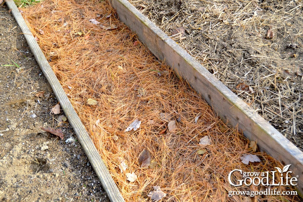 Pine needle mulch spread between raised garden beds in a vegetable garden.
