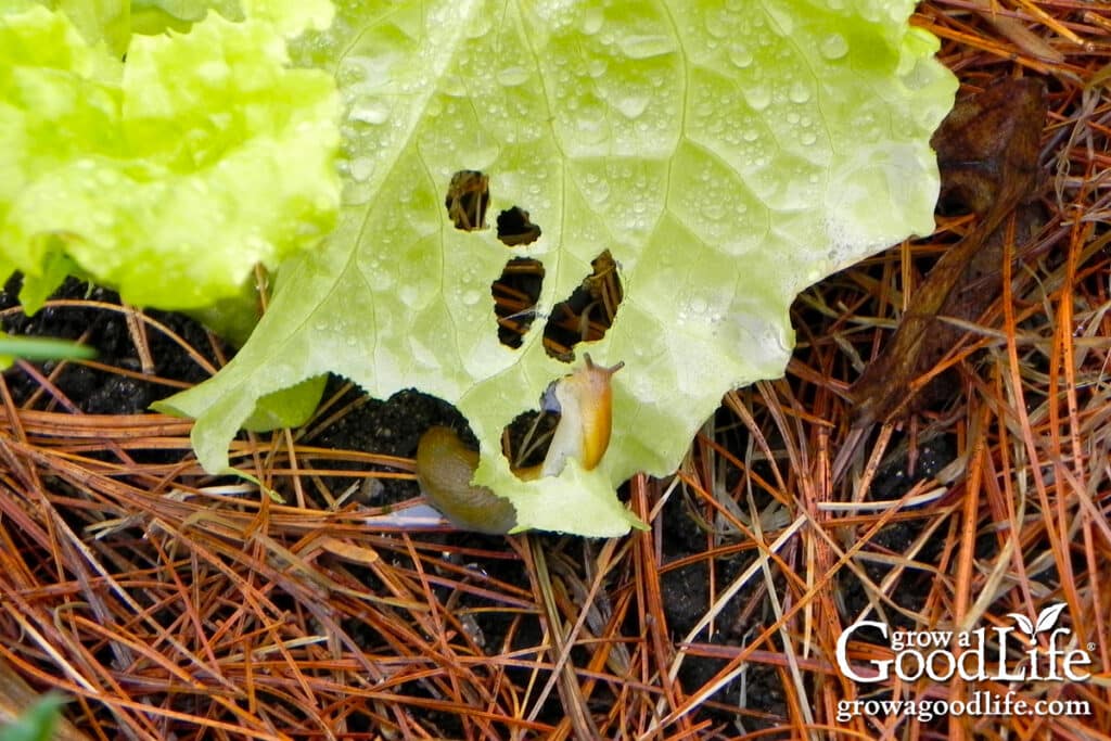 Slugs feeding on lettuce leaves under pine needle mulch in a garden bed.