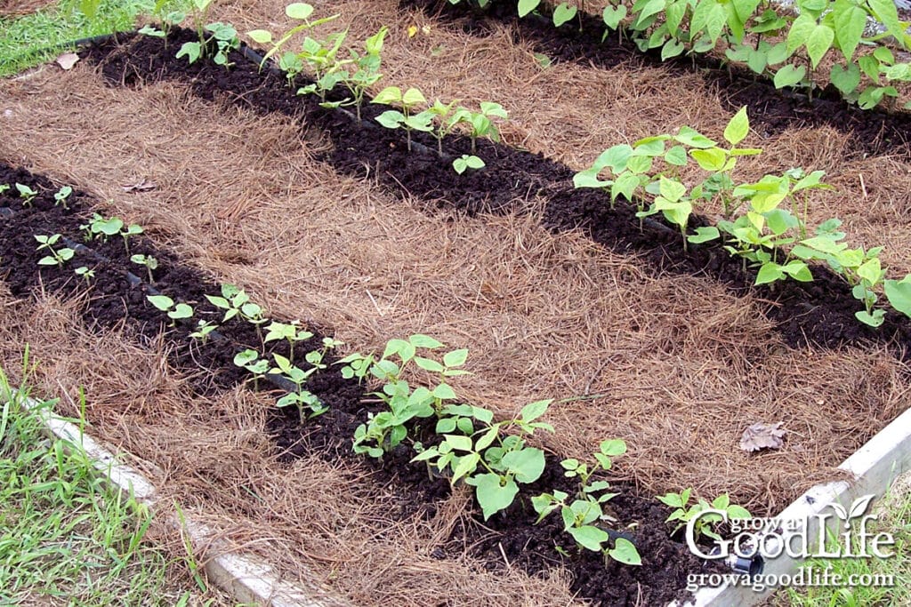 Pine needle mulch spread between rows of bean plants in a vegetable garden.