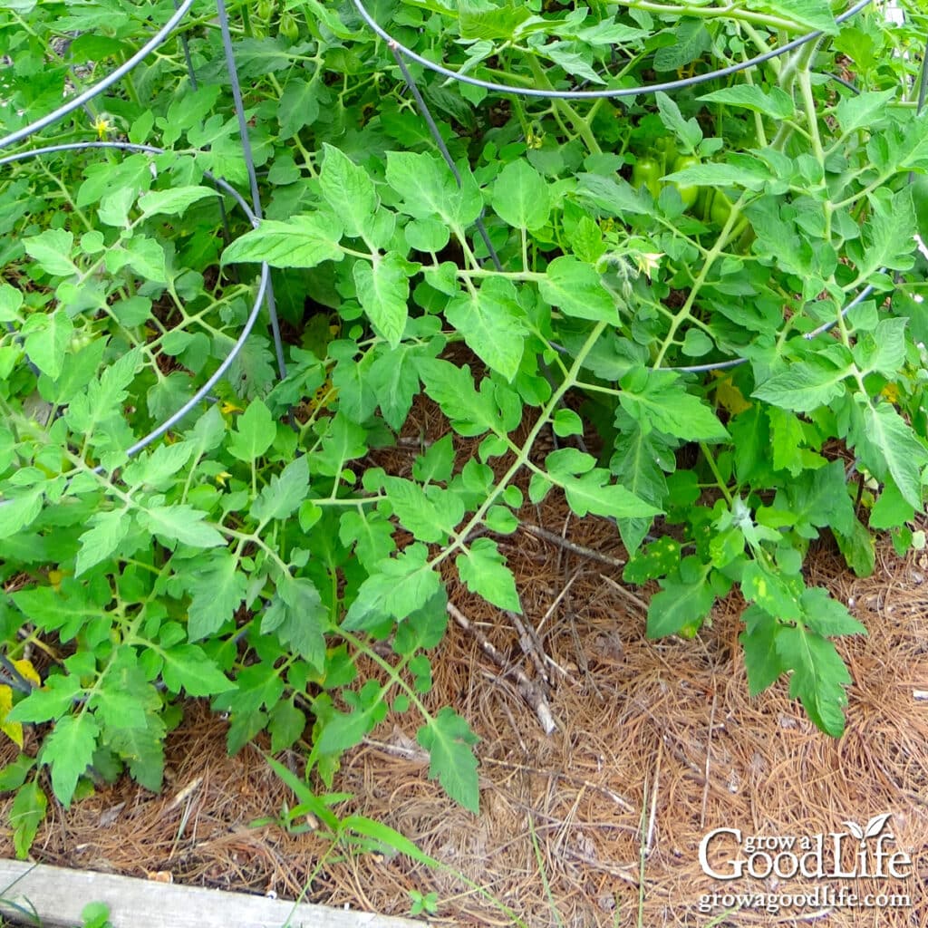 Tomato plants mulched with pine straw.