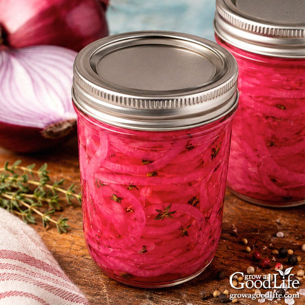 Jars of home canned pickled red onions on a table.