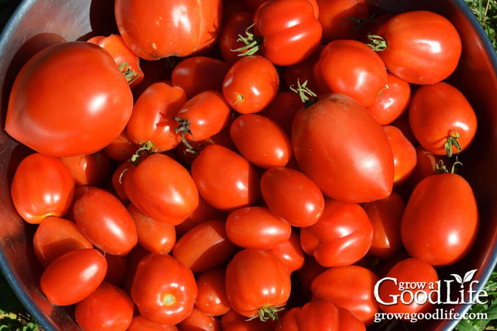 Bowl filled with ripe red garden tomatoes for preserving.