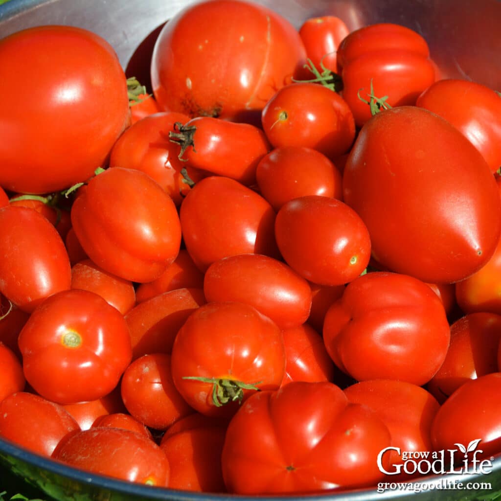 Fresh garden tomatoes in a bowl ready for preserving.