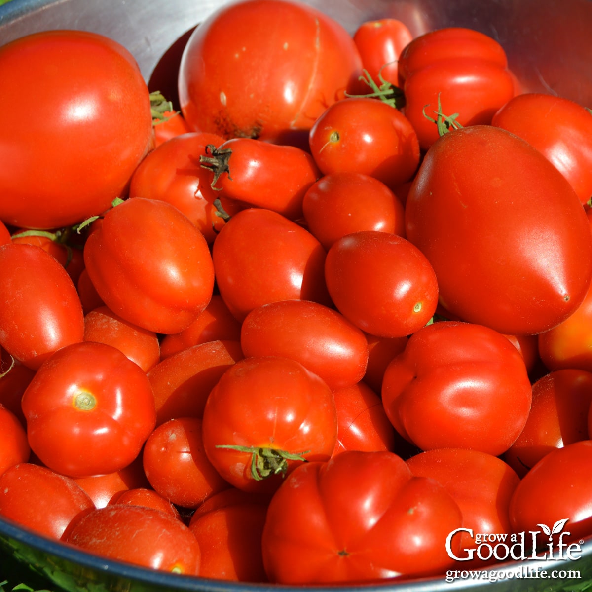 Fresh garden tomatoes in a bowl ready for preserving.
