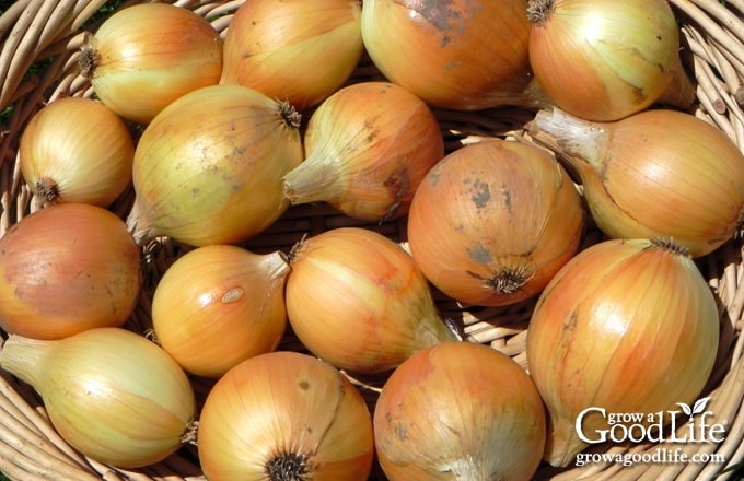 Overhead view of yellow storage onions gathered in a basket.