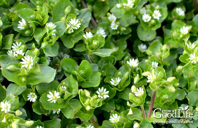 Close-up of chickweed in bloom with small white flowers and tender green leaves.