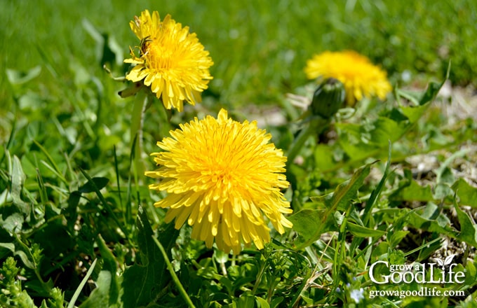Yellow dandelions blooming in a grassy garden path.