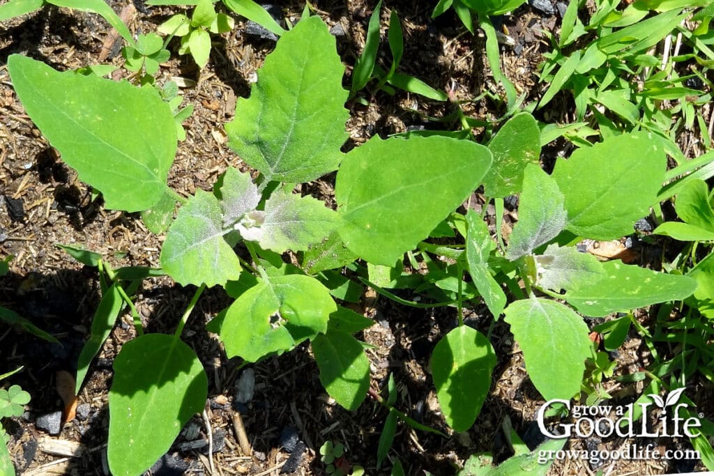 Two lamb’s quarters plants growing in a vegetable garden bed.