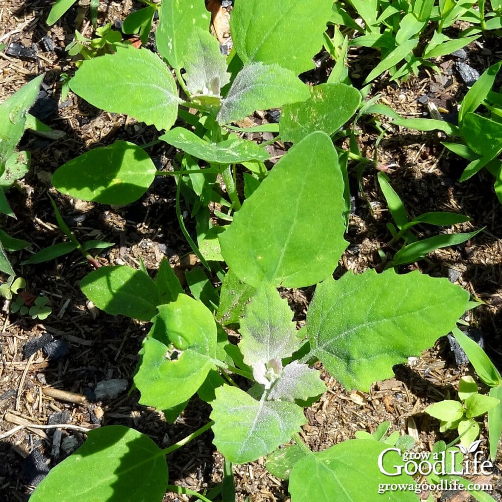 Two lamb’s quarters plants growing among weeds near the edge of a garden fence.