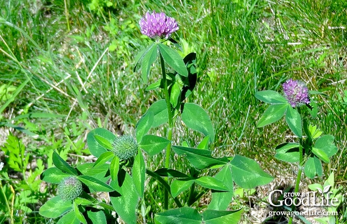 Red clover plant with several purple flower heads growing among green leaves.