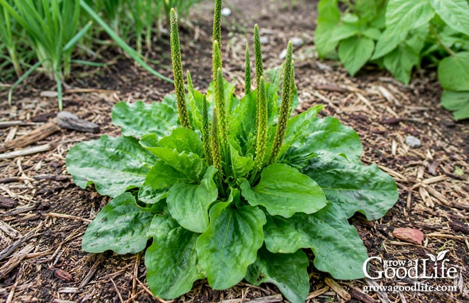 Older broadleaf plantain plant with broad green leaves and upright seed stems.
