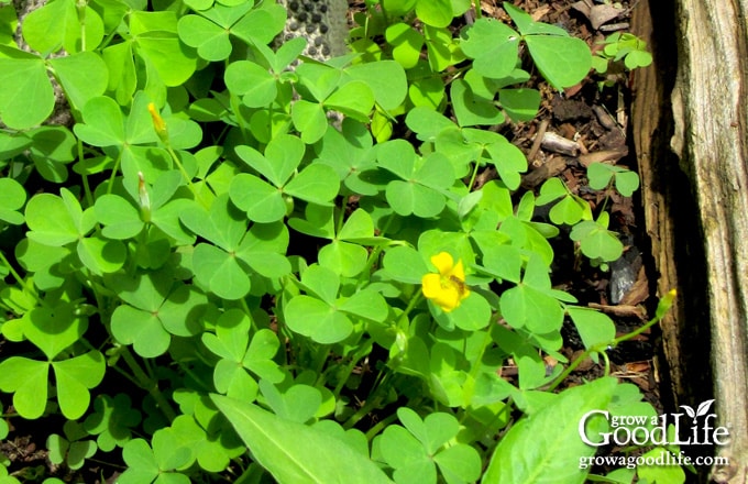 Patch of yellow wood sorrel growing in the garden with small green heart-shaped leaflets.