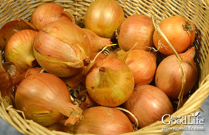 Yellow storage onions piled in a basket after curing.