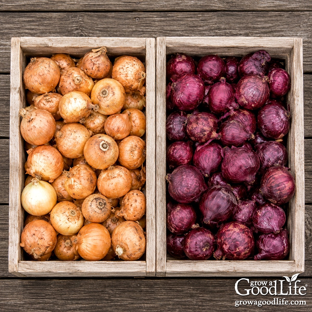 Wooden crates filled with red and yellow storage onions on a rustic wood surface.