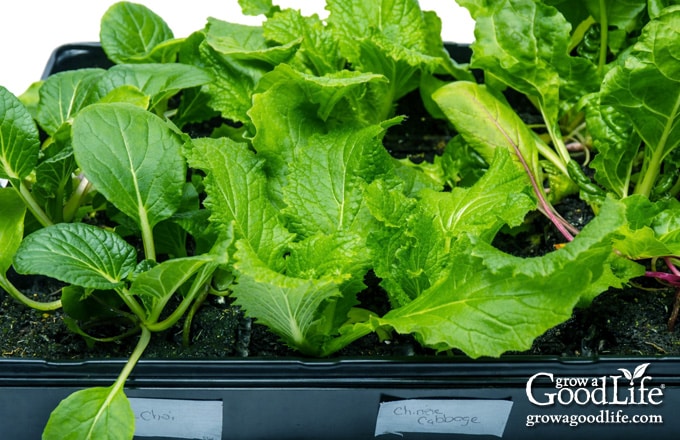 Pac choi and Chinese cabbage seedlings growing indoors under lights for a fall garden.
