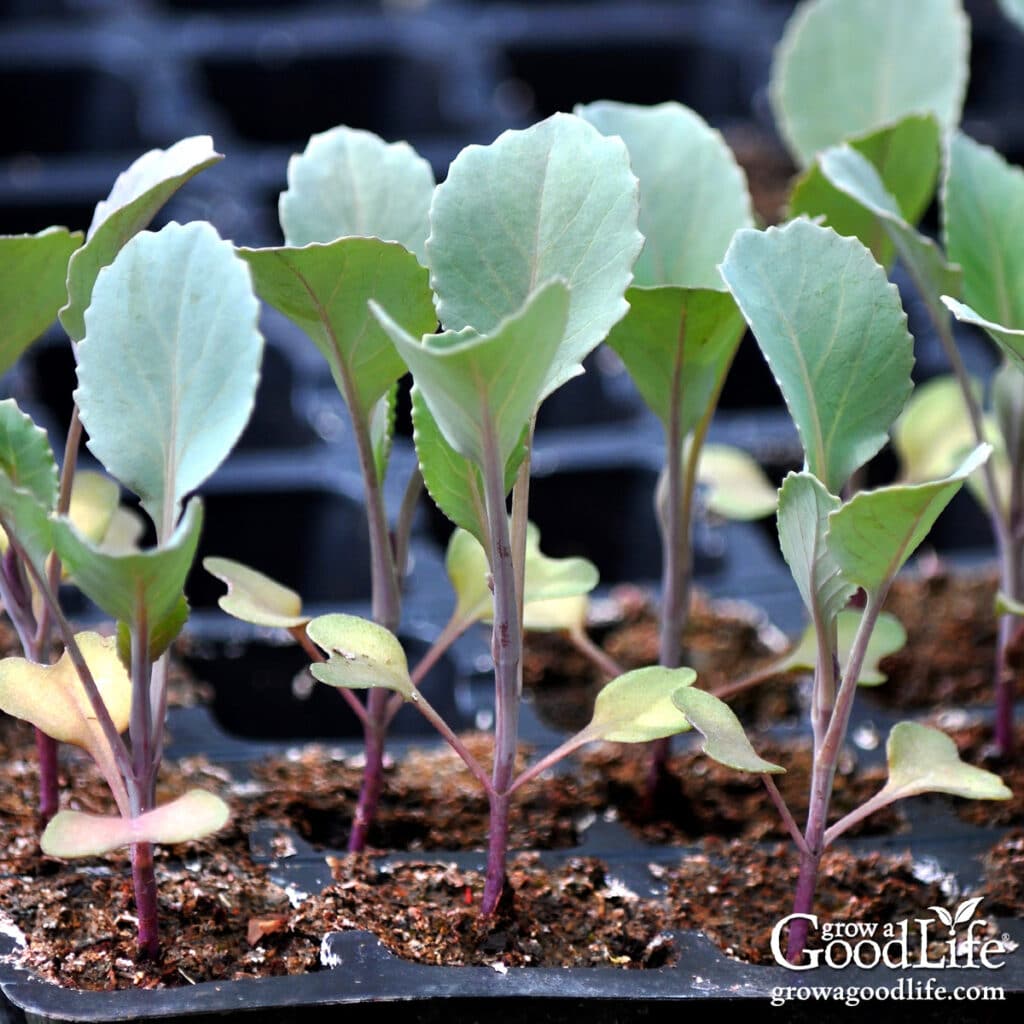 A tray of young cabbage seedlings growing under lights.