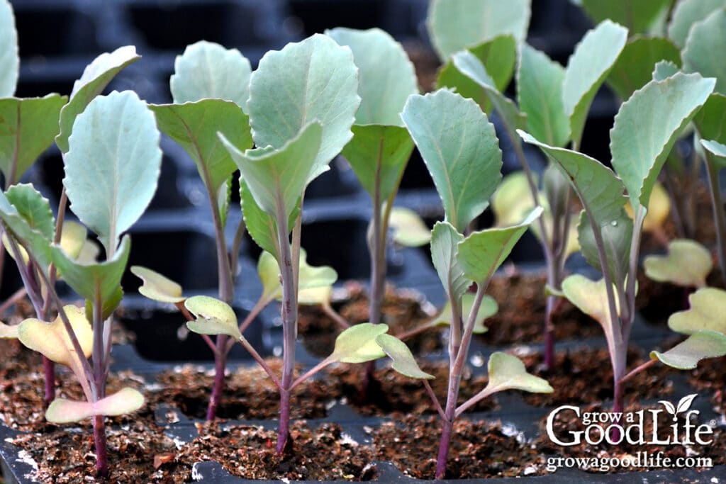 A tray of young cabbage seedlings growing indoors under lights for fall garden transplants.