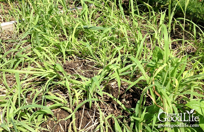 Persistent grass weeds growing in a bare garden bed without mulch.