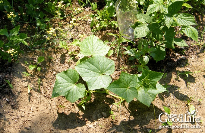Cucumber plant growing among weeds in dry, sandy garden soil.