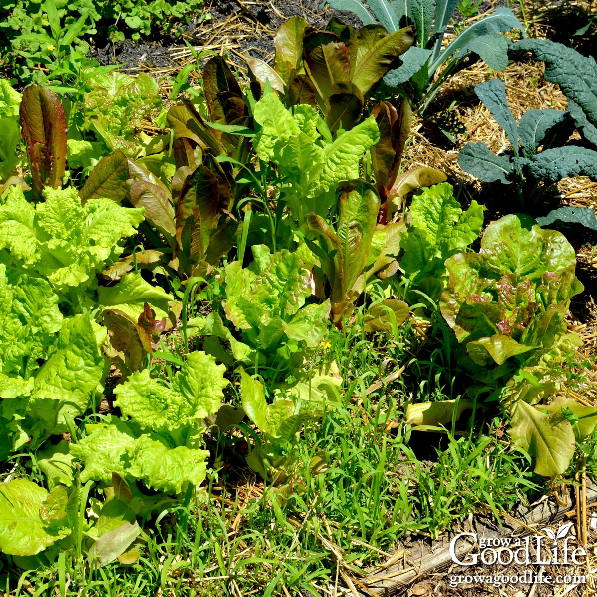 Lettuce and kale growing in a mulched garden bed with grass weeds along the edges.