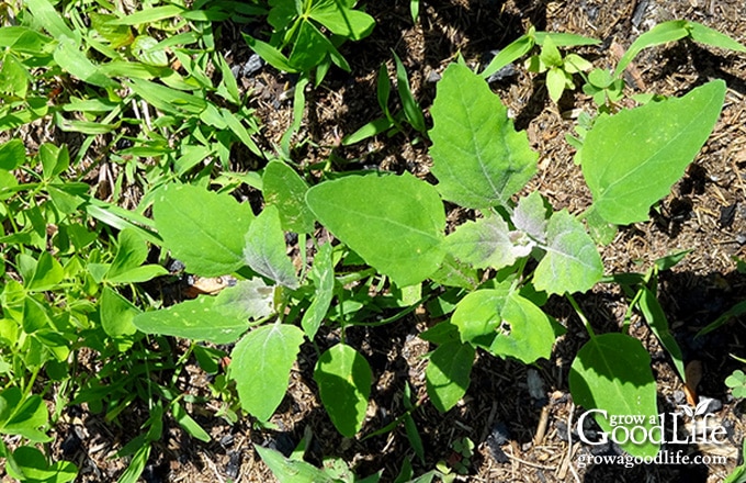 Mixed garden weeds including lamb’s quarters, grass, and wood sorrel growing in disturbed soil.
