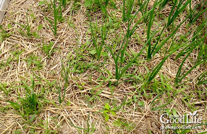 Onion plants growing with grass and weeds coming through a light layer of straw mulch.