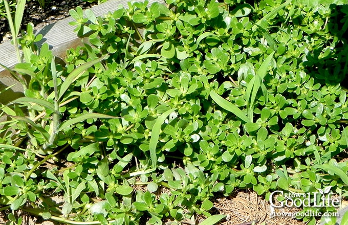 Purslane growing in dry soil between vegetable garden beds.