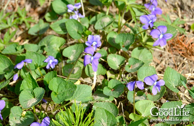 Wild violets growing in rich garden soil.