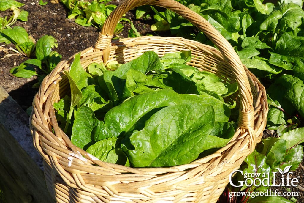 Harvesting spinach and other leafy greens from a fall garden bed.