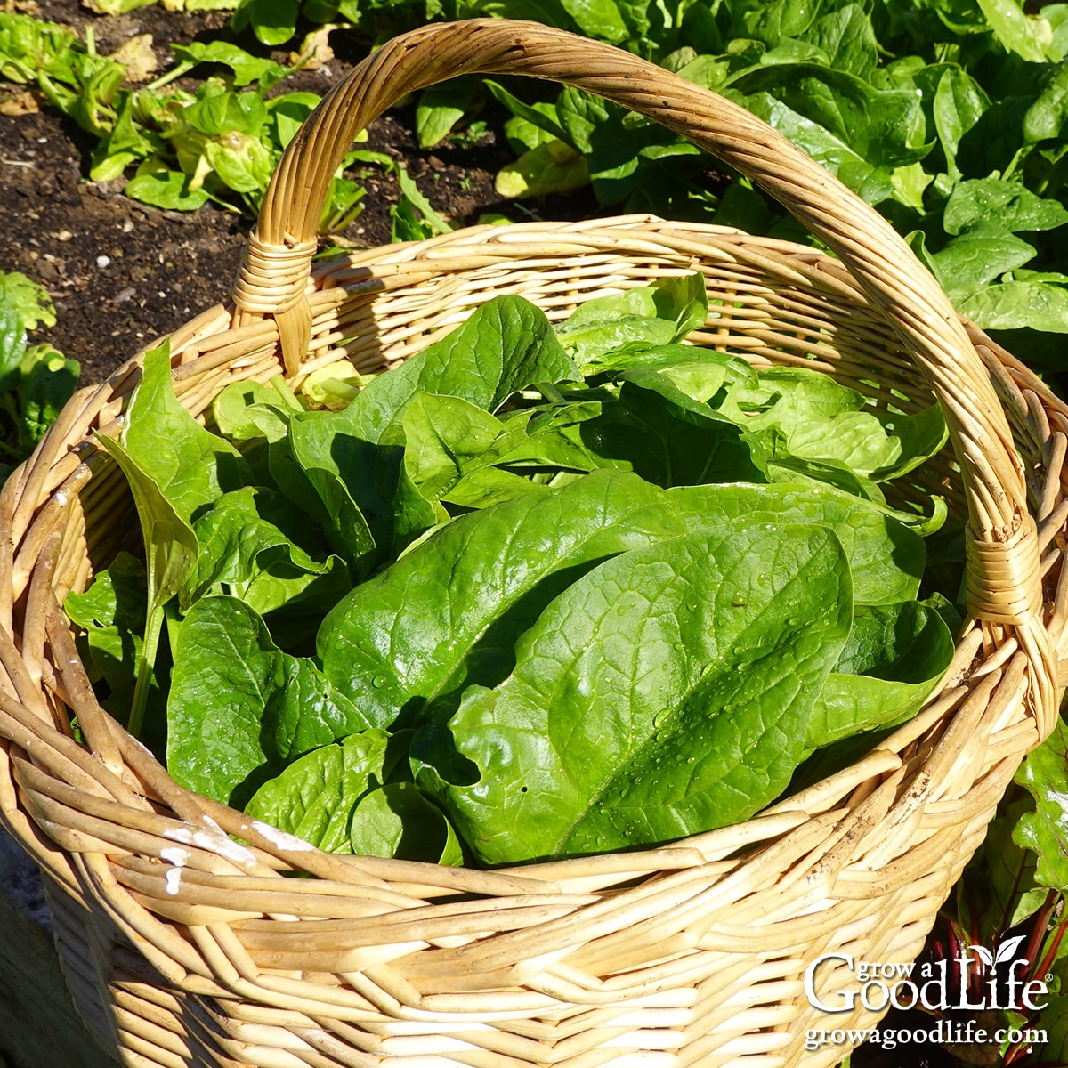 Harvesting fall greens from a garden bed with spinach, beets, and a basket filled with fresh greens.