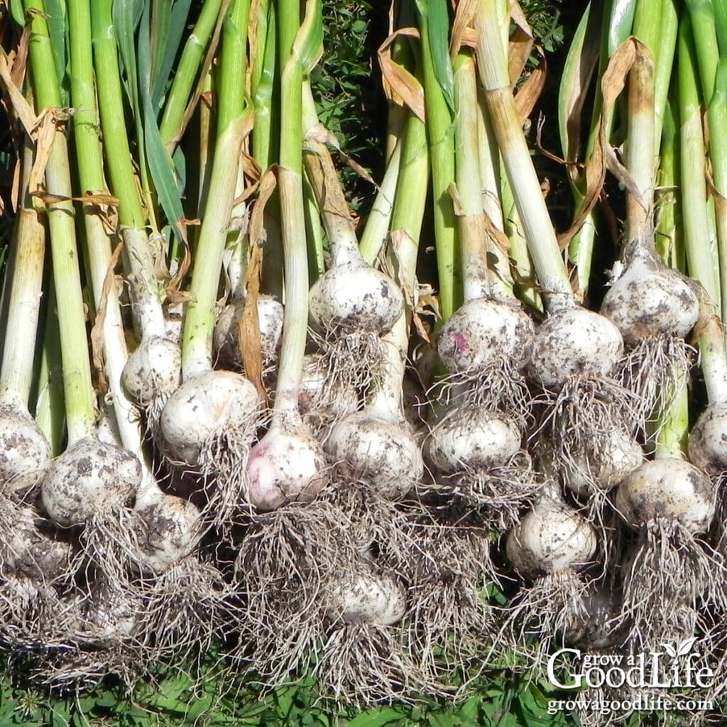Freshly harvested garlic bulbs with green stalks spread across the grass.