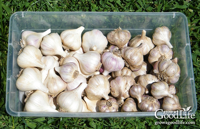 Cured garlic bulbs sorted into groups inside a large plastic storage bin.