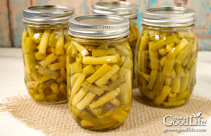 Pint jars of pressure canned green beans cooling on a towel after processing.