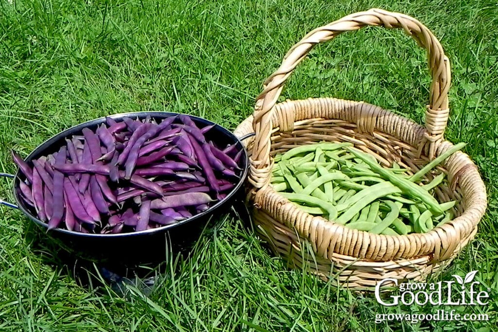 Purple and green string beans harvests baskets on grass.