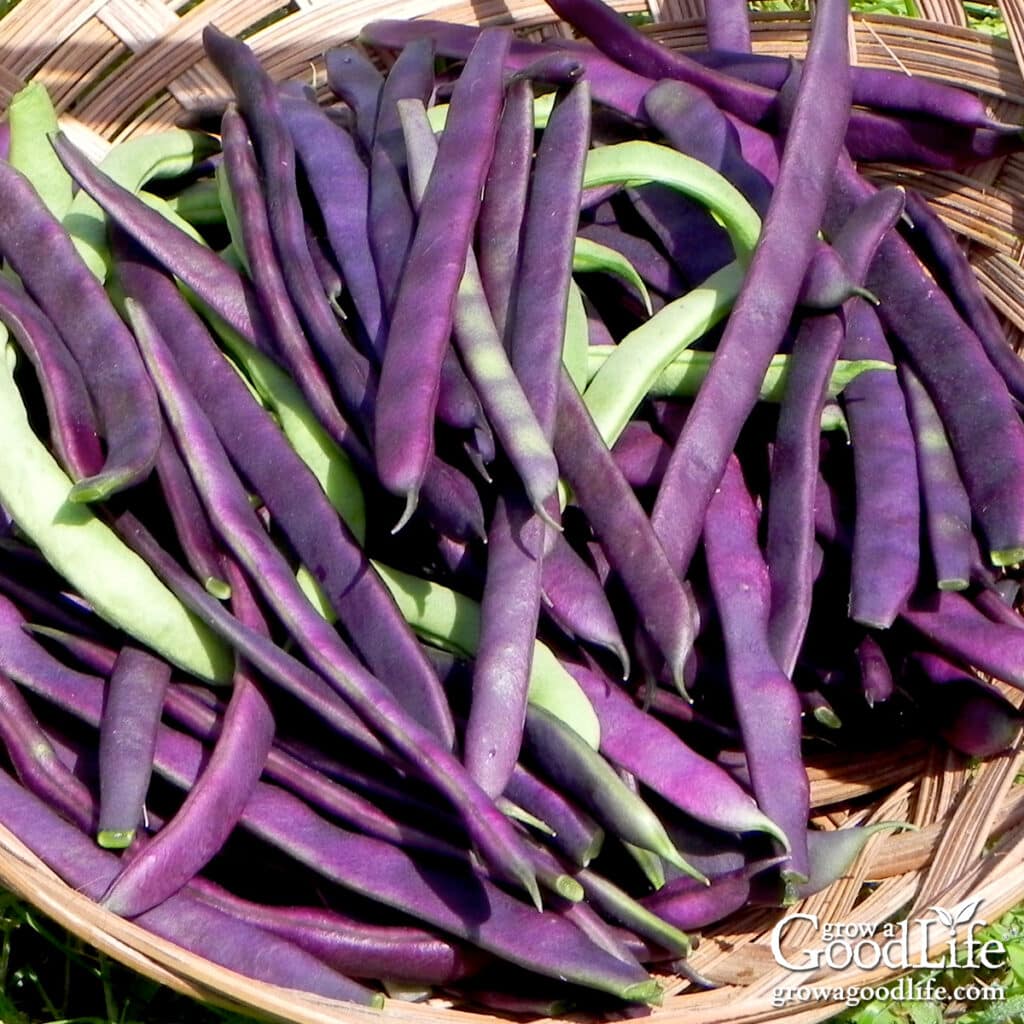 Harvest basket filled with colorful green and purple snap beans.