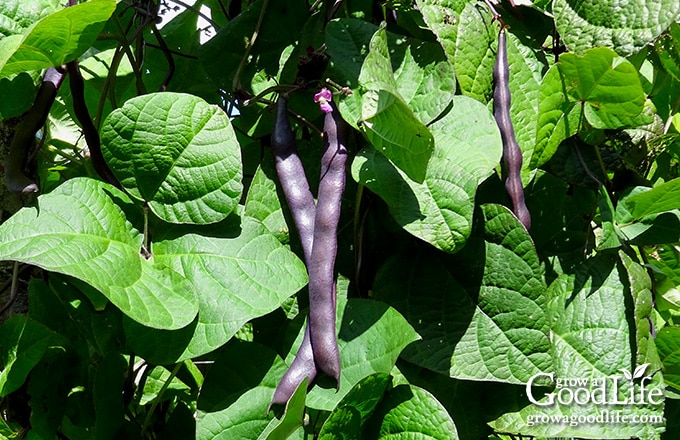 Purple bean pods maturing on the vine as the seeds inside develop for saving and planting next year.