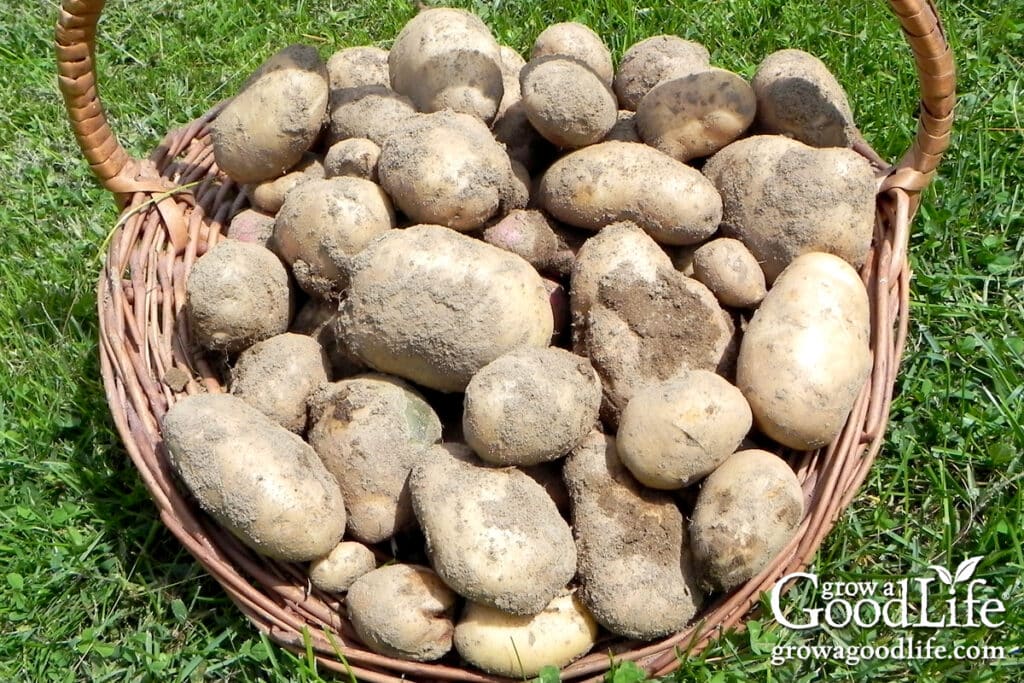 Freshly harvested potatoes collected in a basket after digging.