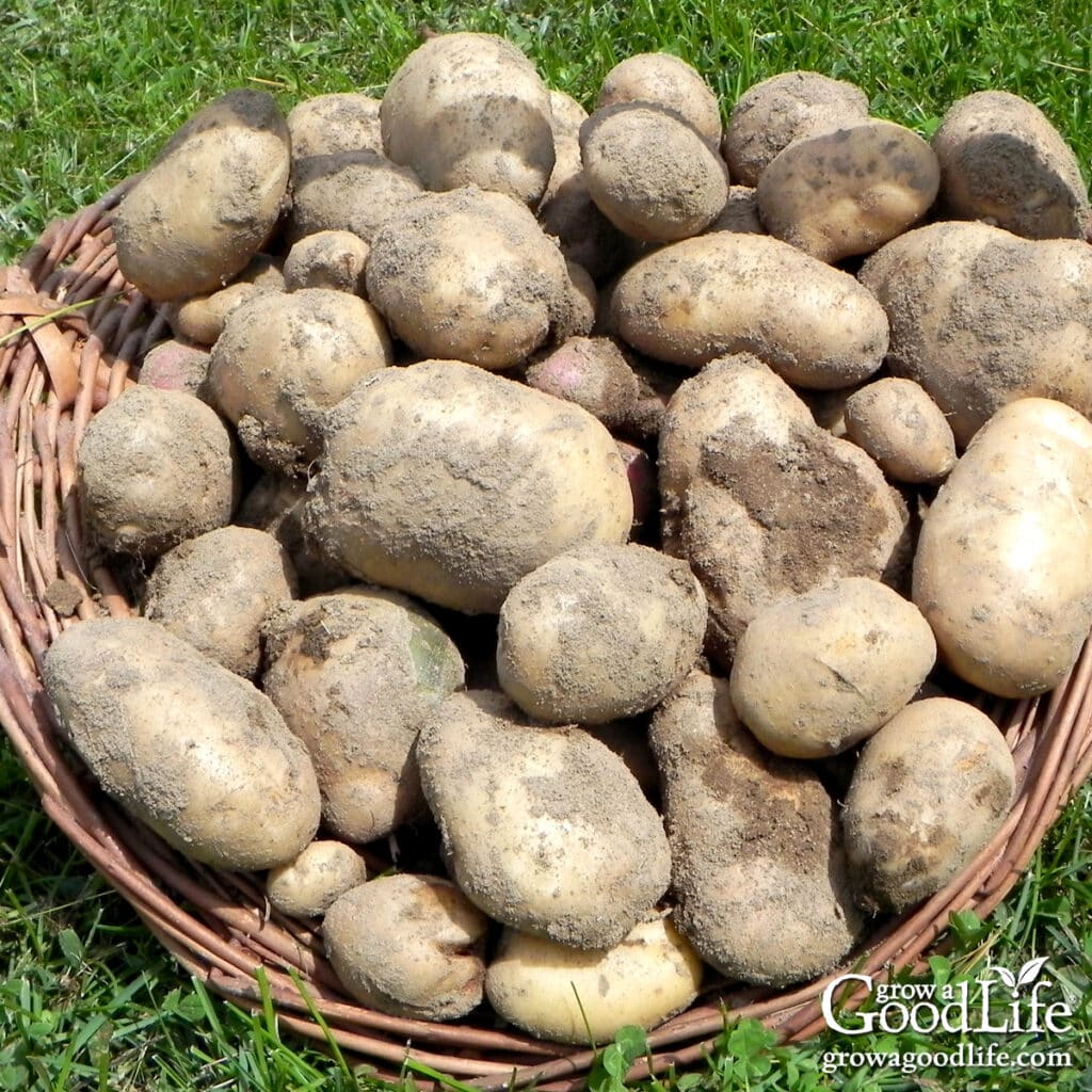 Freshly harvested potatoes piled in a large basket on green grass.